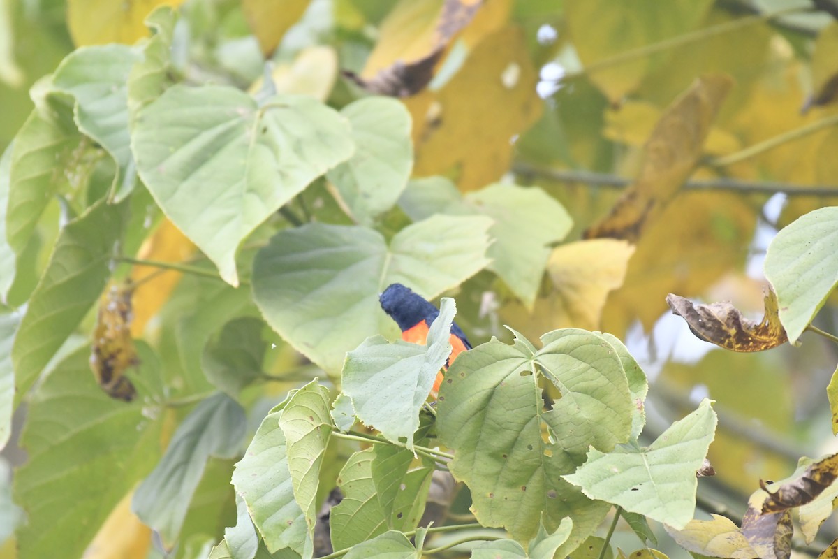 Rufous-bellied Niltava - ML647021437