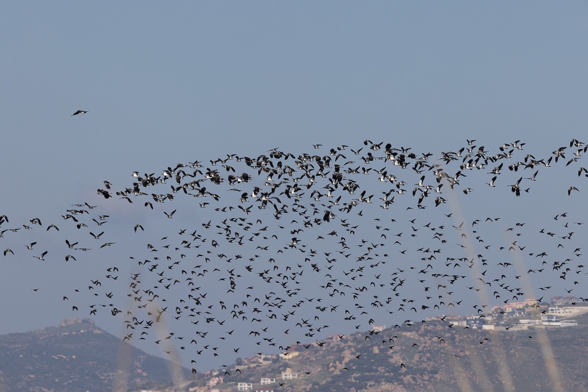 歐洲椋鳥 - ML647021439