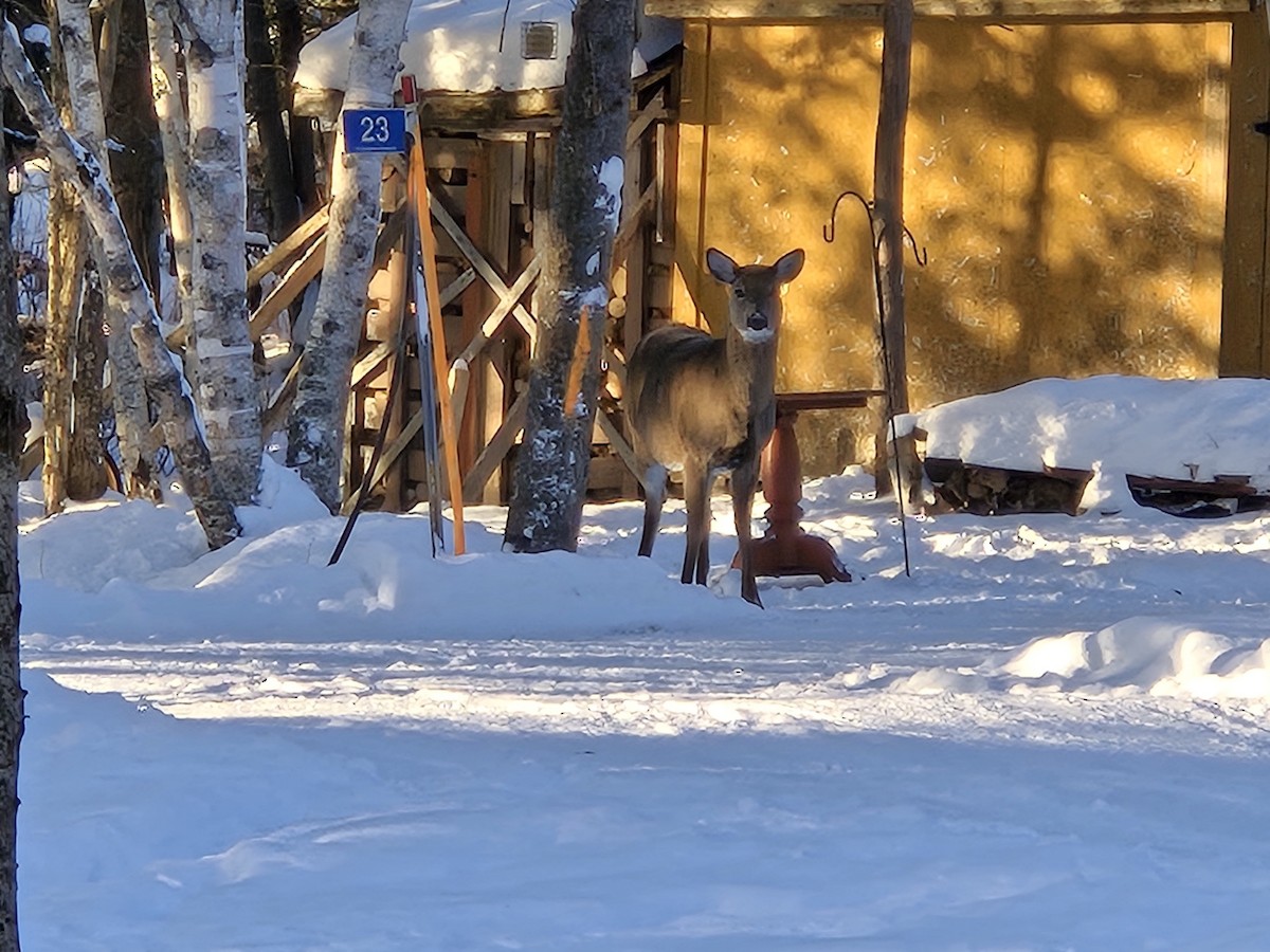 Animals - ML647021445