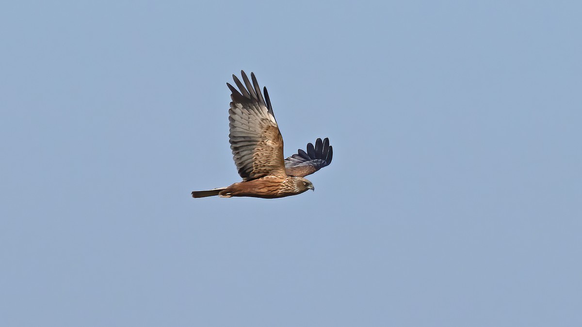 西方澤鵟 - ML647021454