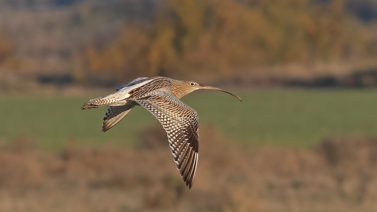 大杓鷸 - ML647021463