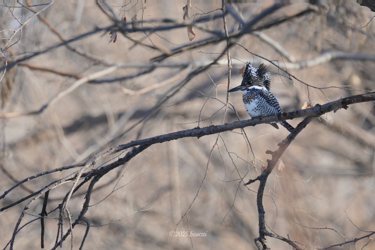 Crested Kingfisher - ML647021464