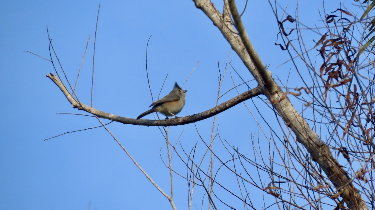 sýkora černochocholatá - ML647021466