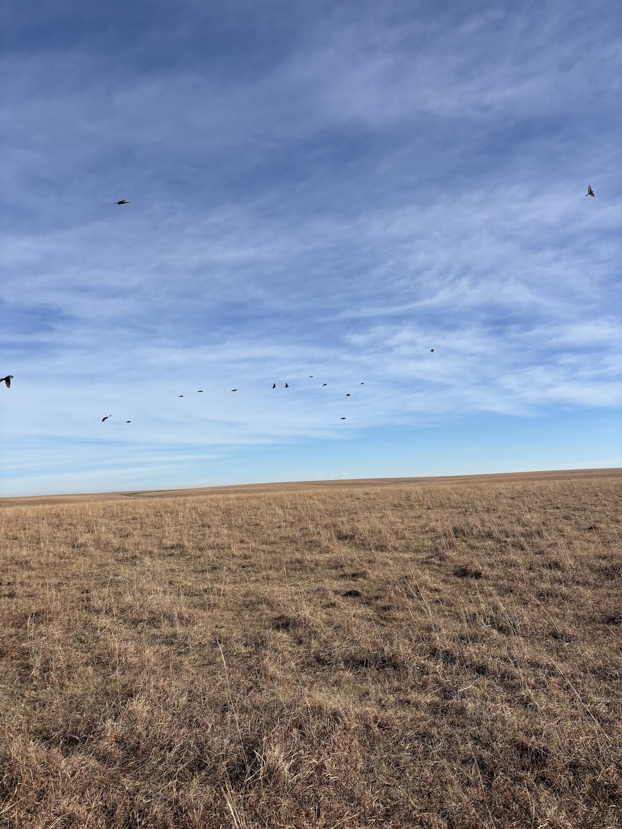 Подорожник лапландський - ML647021470