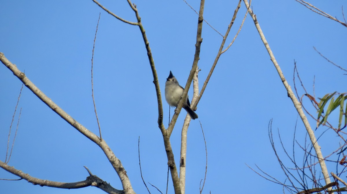 sýkora černochocholatá - ML647021473