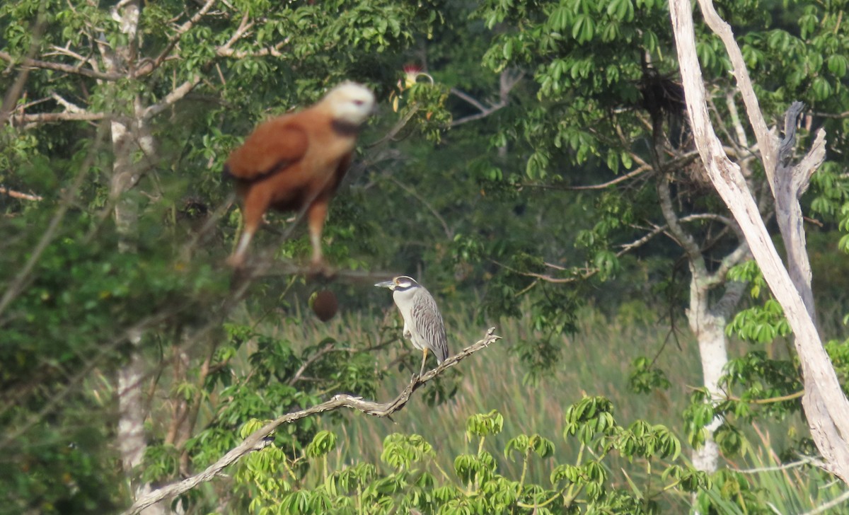 Yellow-crowned Night Heron - ML647021478