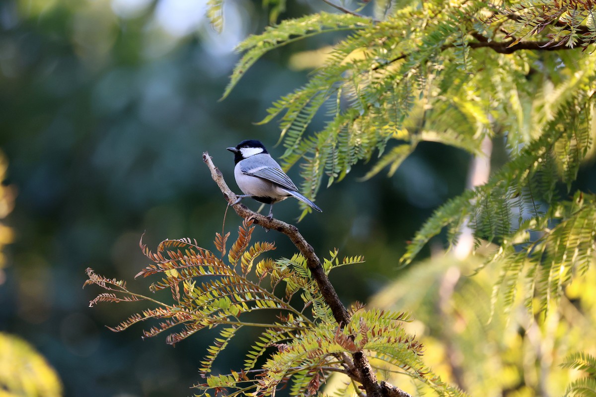 Akça Büyük Baştankara [cinereus grubu] - ML647021479