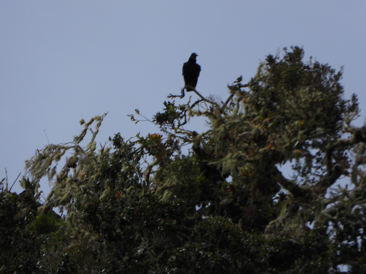 Black Vulture - ML647021482