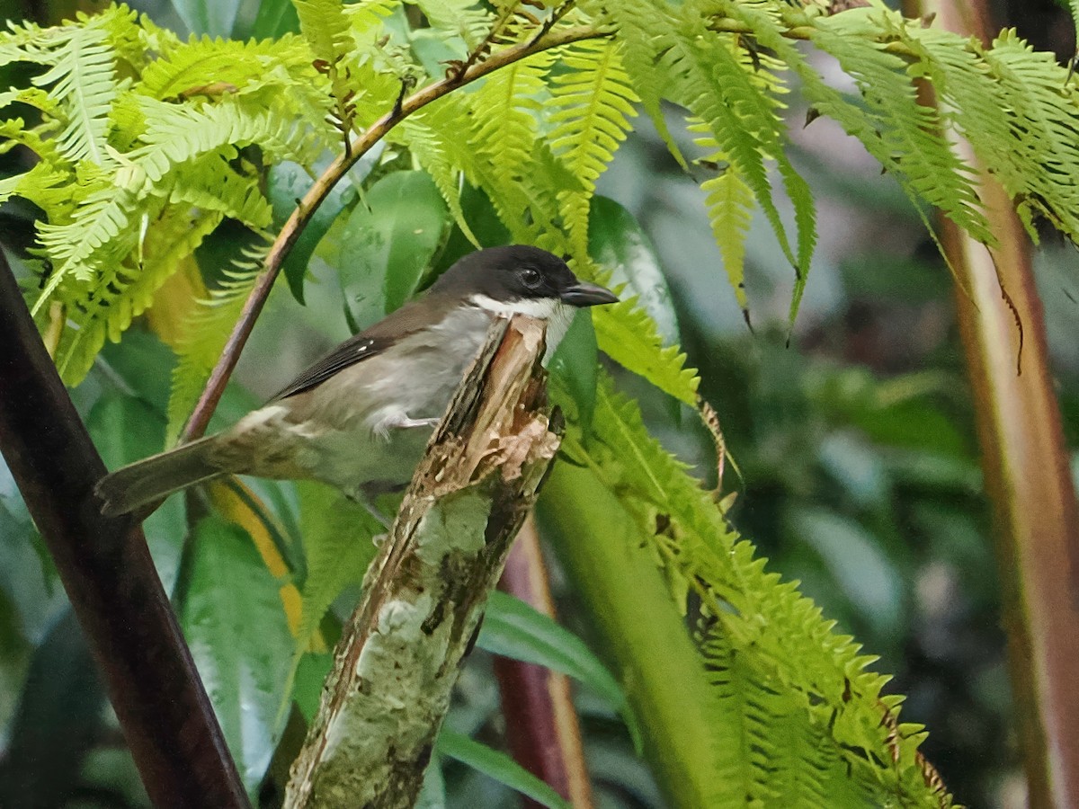 Puerto Rican Tanager - ML647021486