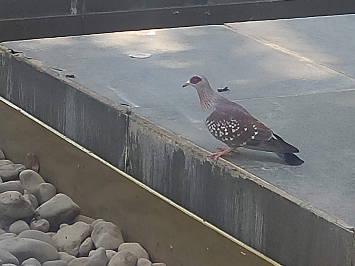 holub skvrnitý - ML647021492