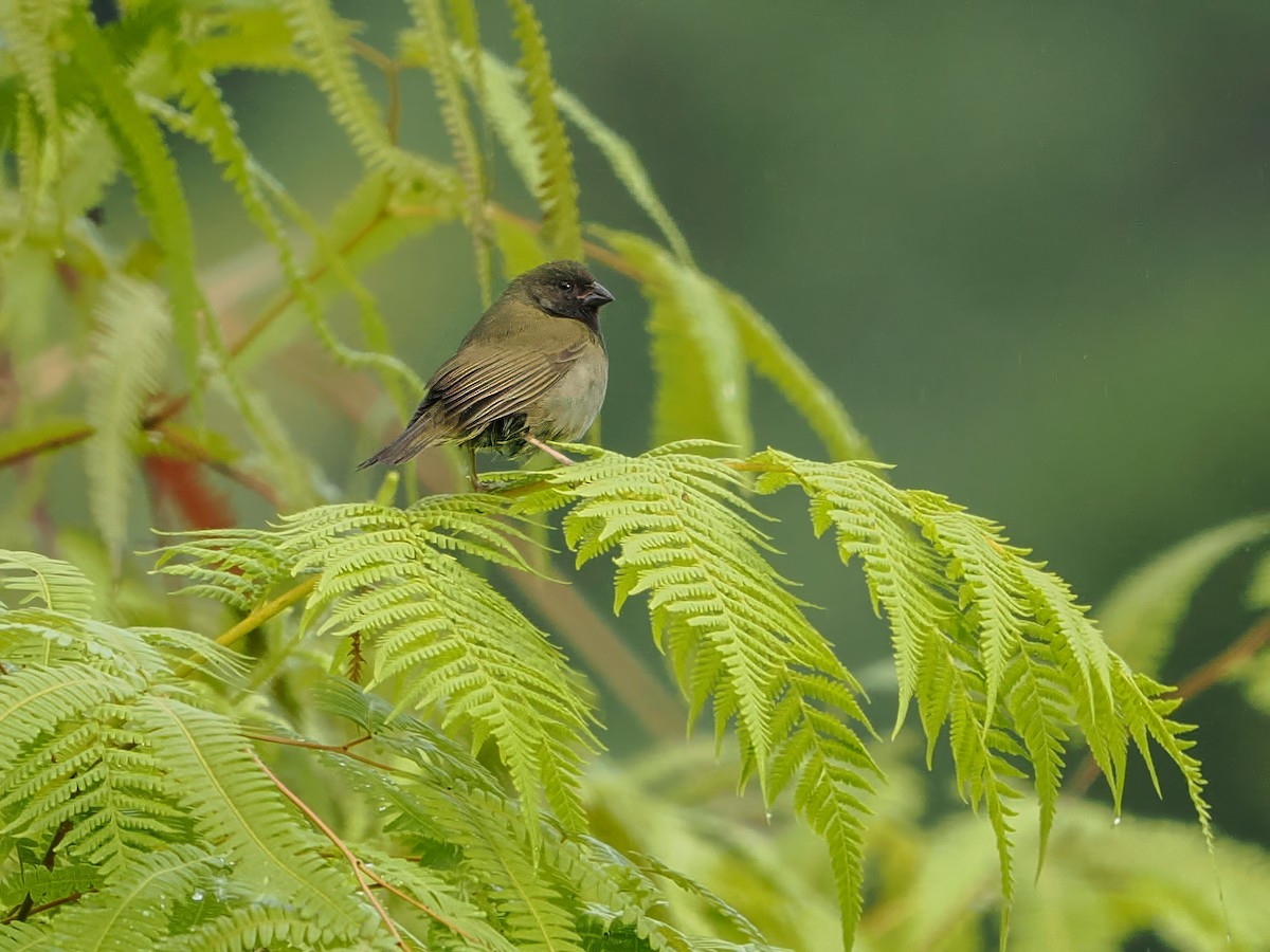 Black-faced Grassquit - ML647021494