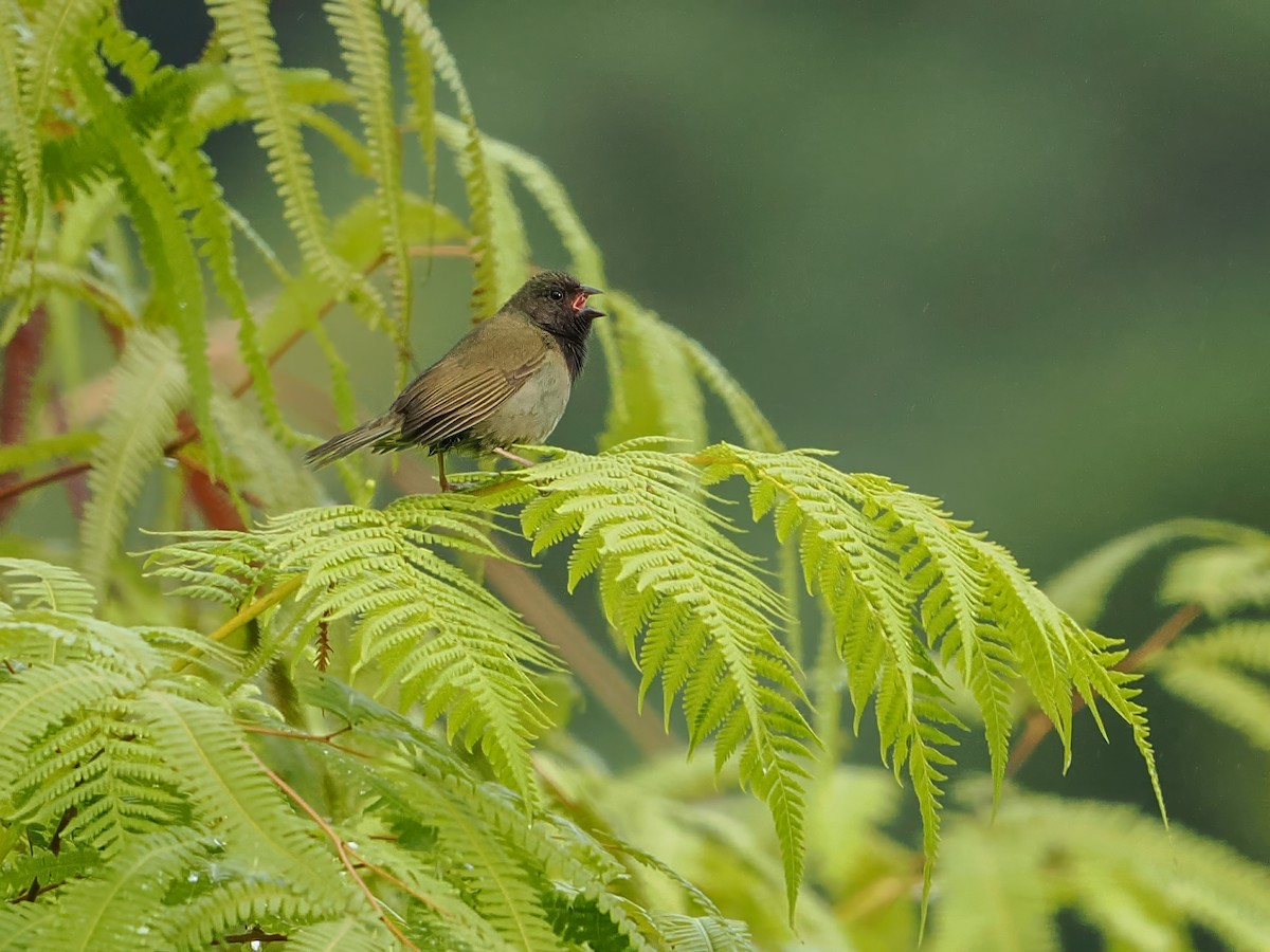 Black-faced Grassquit - ML647021495