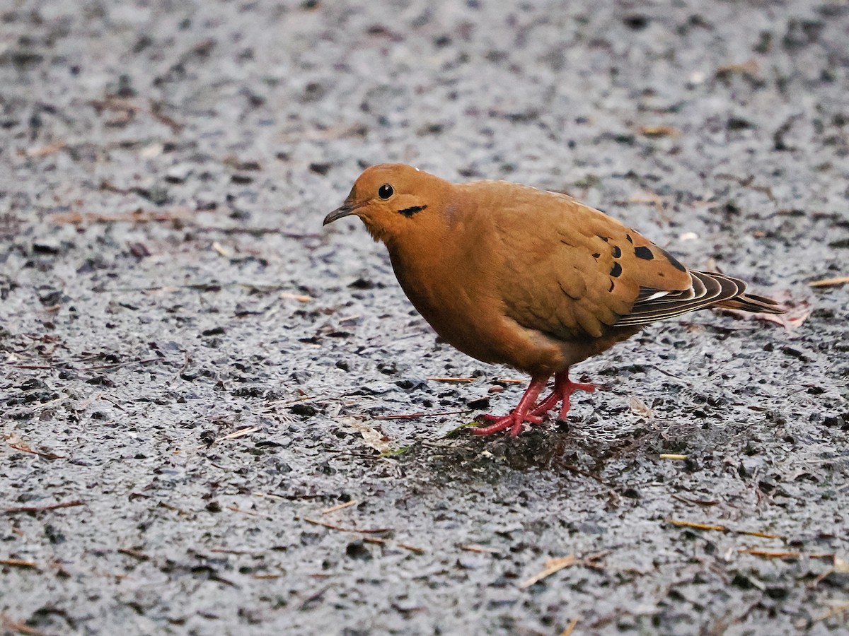Zenaida Dove - ML647021497