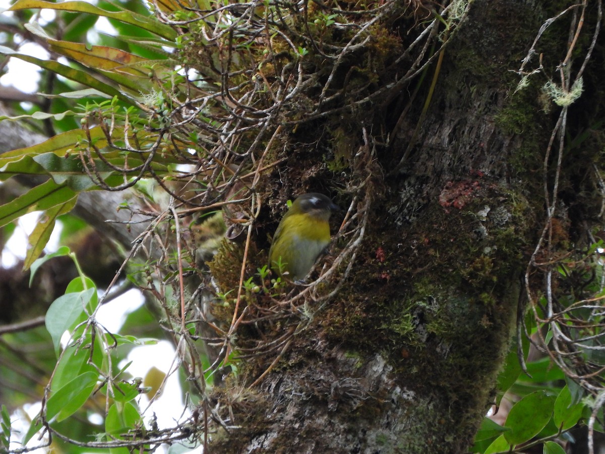 Common Chlorospingus - ML647021502