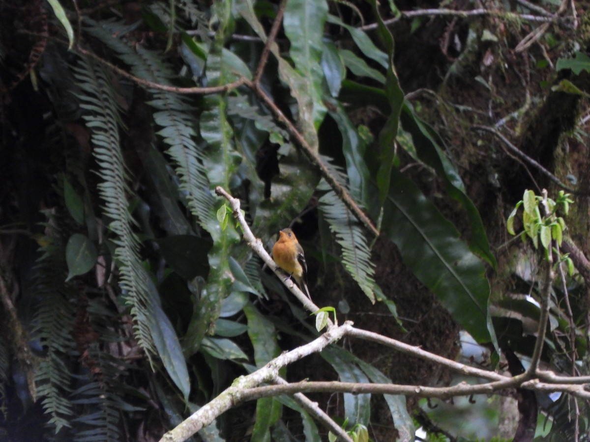 Tufted Flycatcher - ML647021503