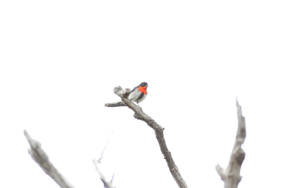 Mistletoebird - ML647021506