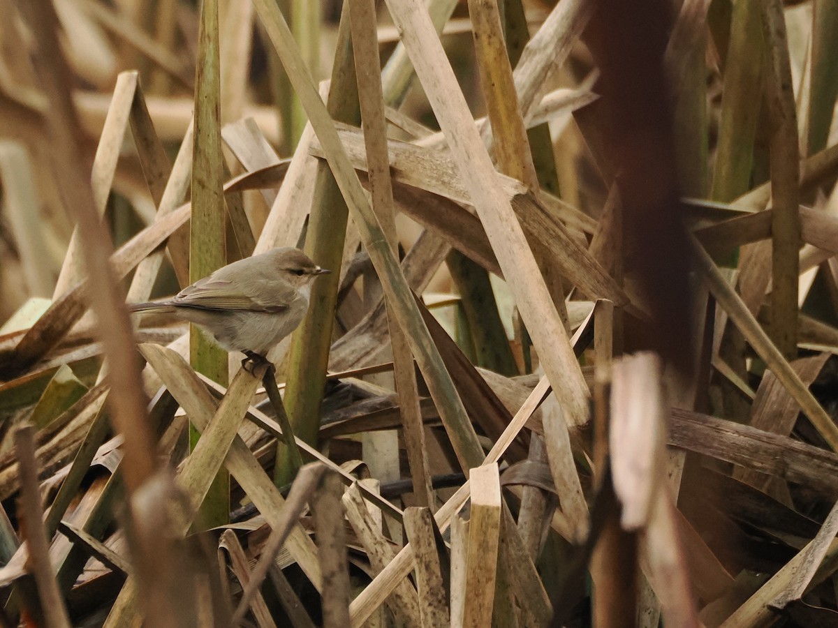 Common Chiffchaff (Siberian) - ML647021510
