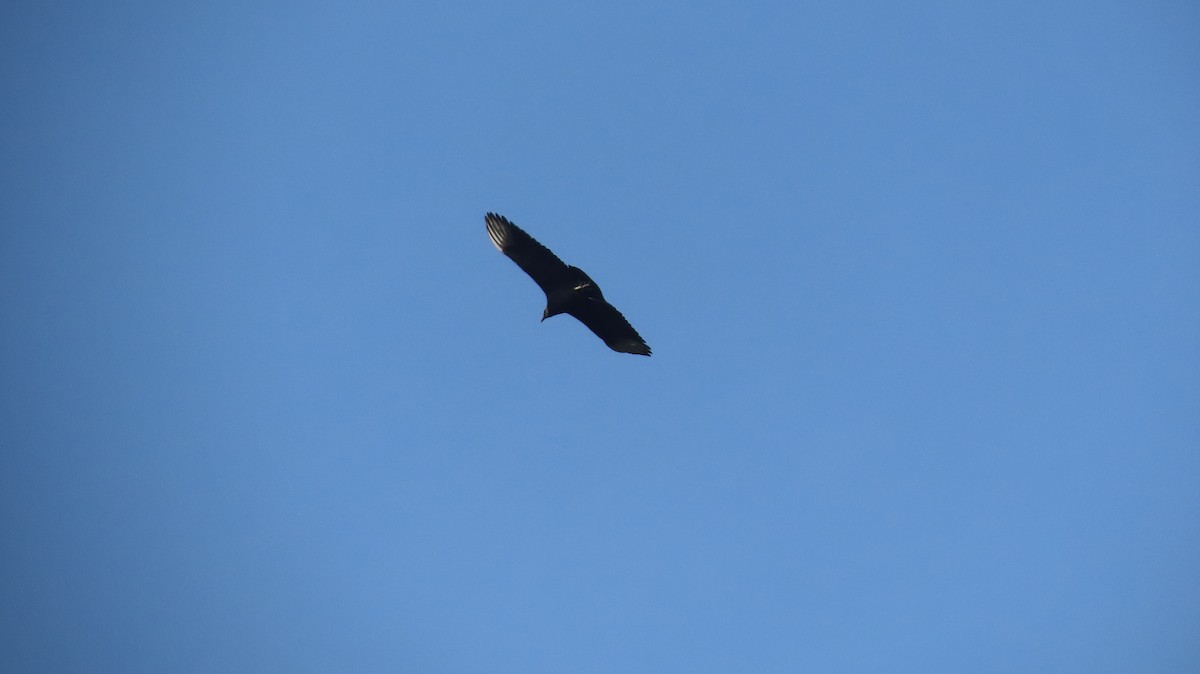 Black Vulture - ML647021513