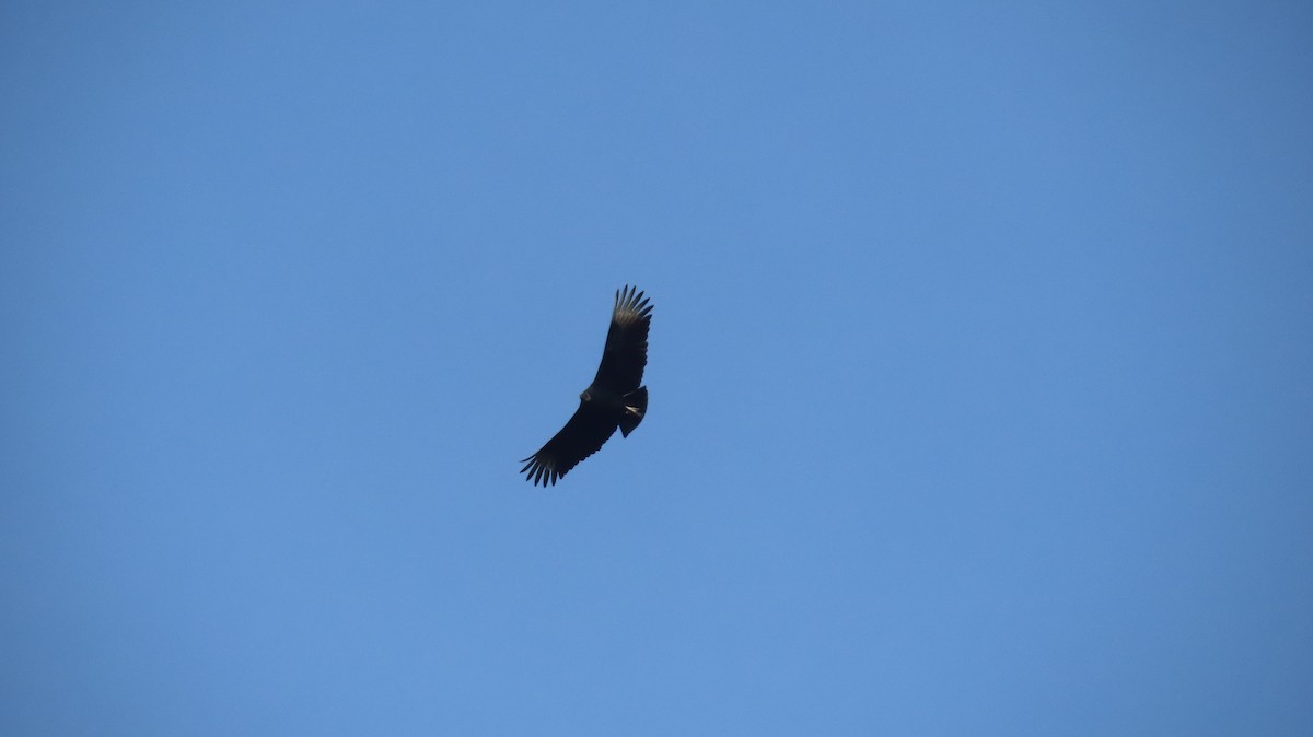Black Vulture - ML647021514