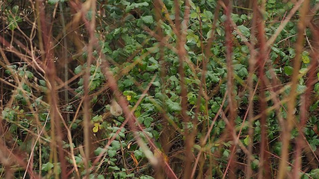 Common Chiffchaff (Siberian) - ML647021524