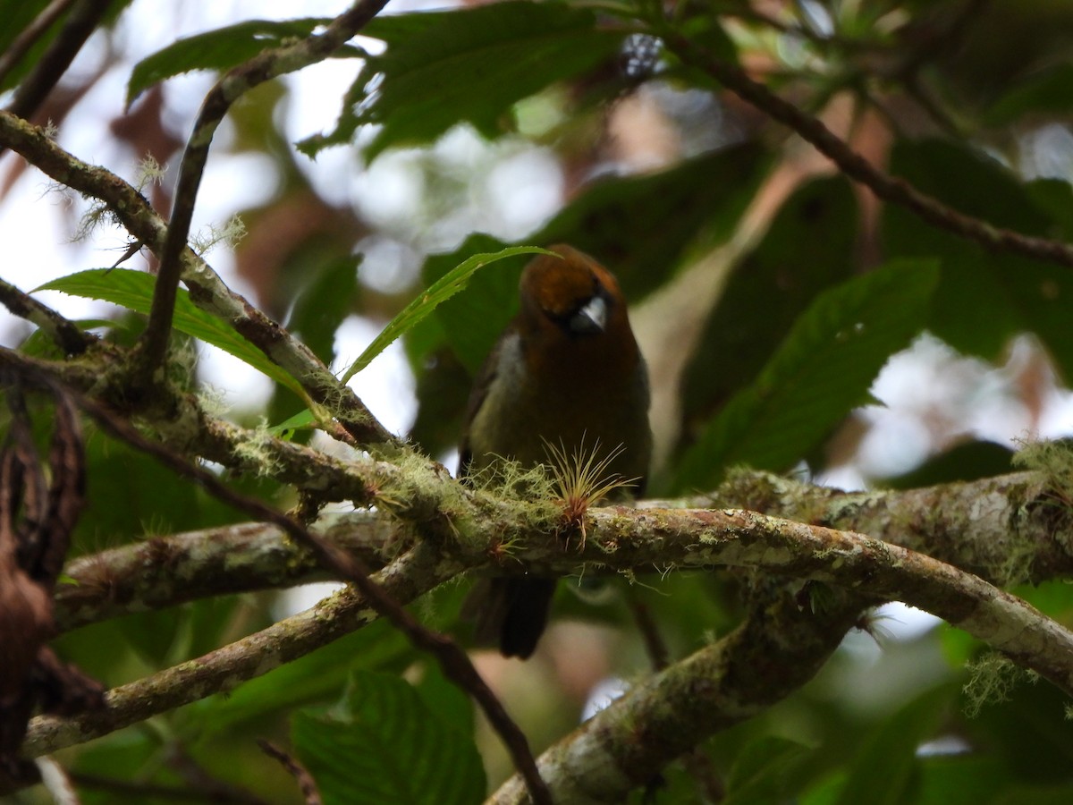 Prong-billed Barbet - ML647021532
