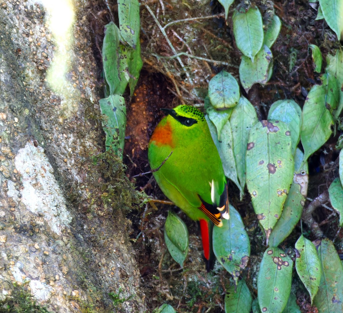 Fire-tailed Myzornis - ML647021533