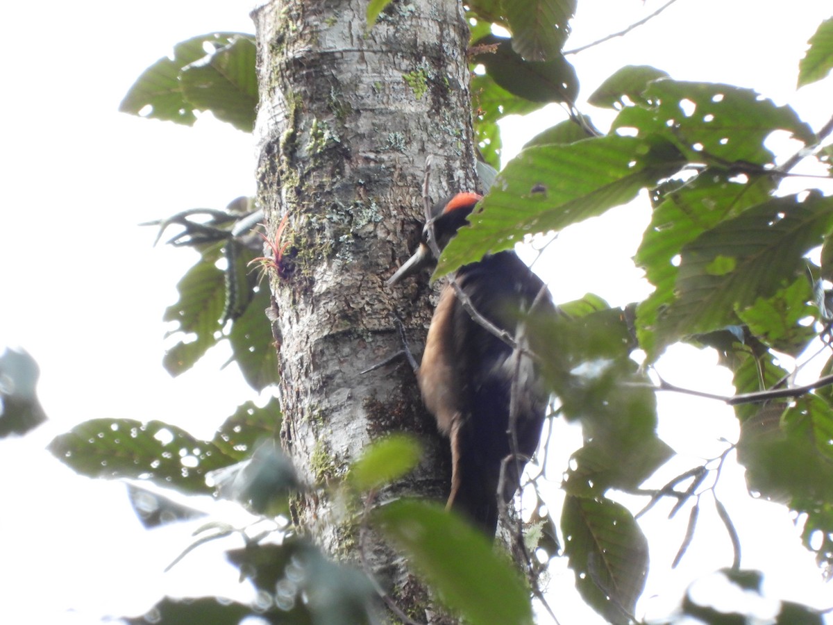 Hairy Woodpecker - ML647021540