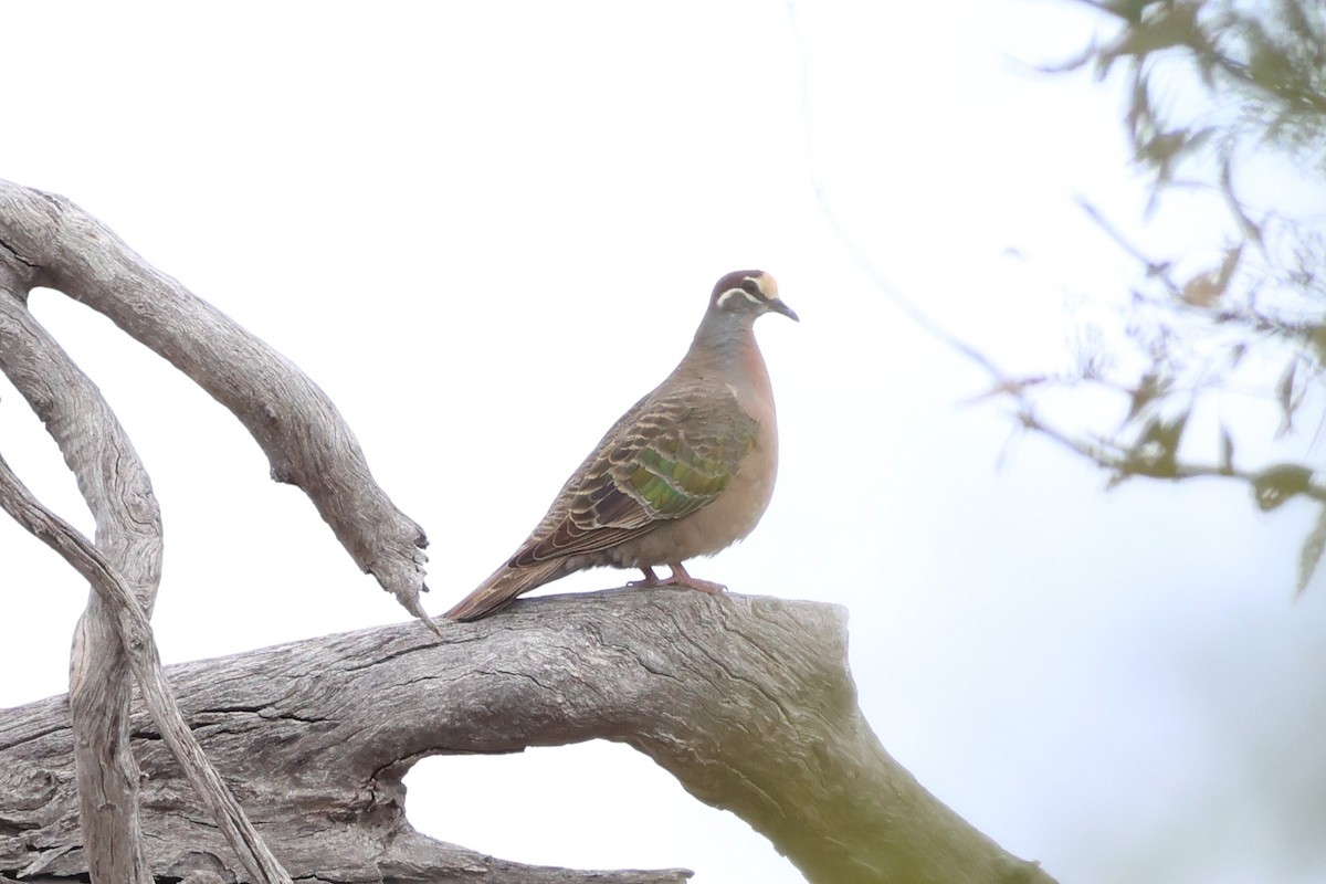 Common Bronzewing - ML647021544