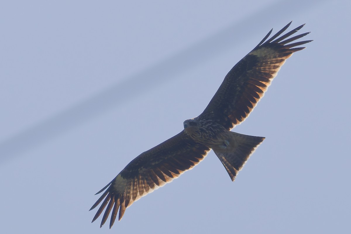 黑鳶(lineatus/formosanus) - ML647021549
