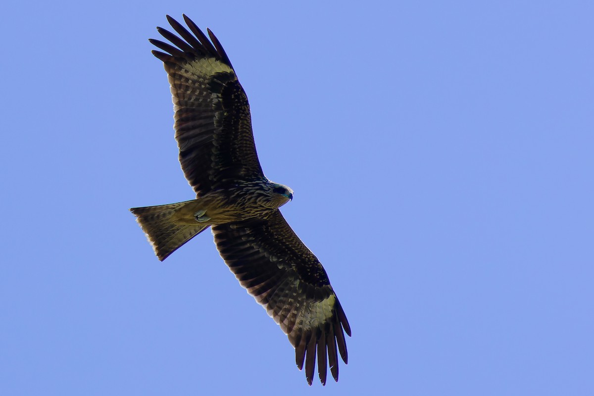 黑鳶(lineatus/formosanus) - ML647021550