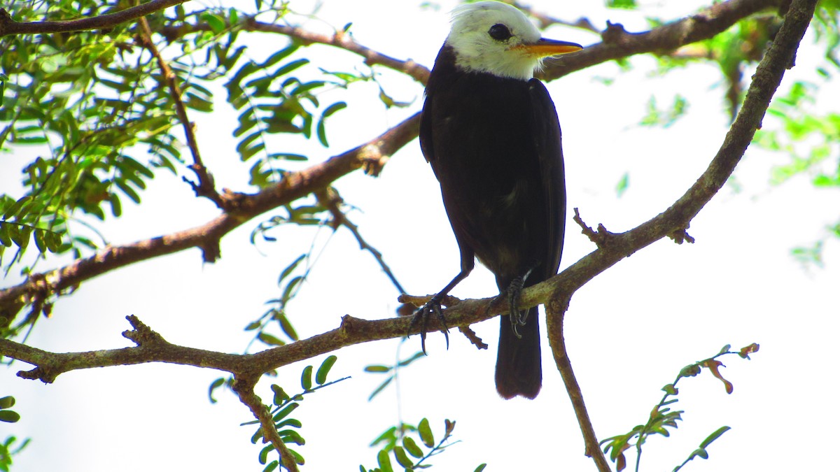 White-headed Marsh Tyrant - ML647021556