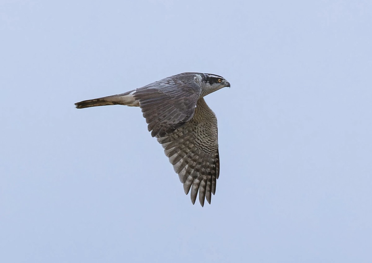 Eurasian Goshawk - ML647021558