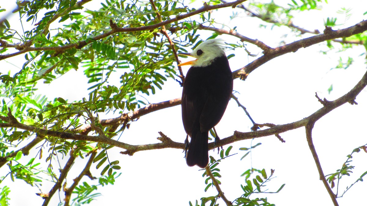 White-headed Marsh Tyrant - ML647021559