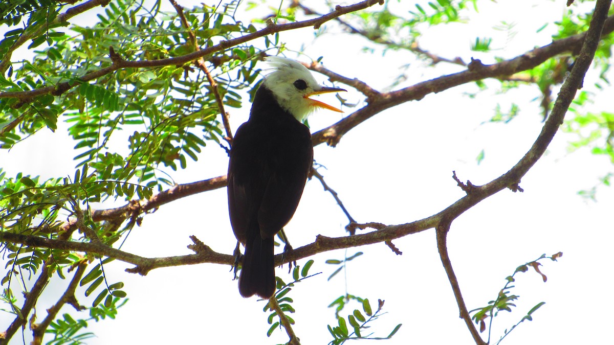 White-headed Marsh Tyrant - ML647021561