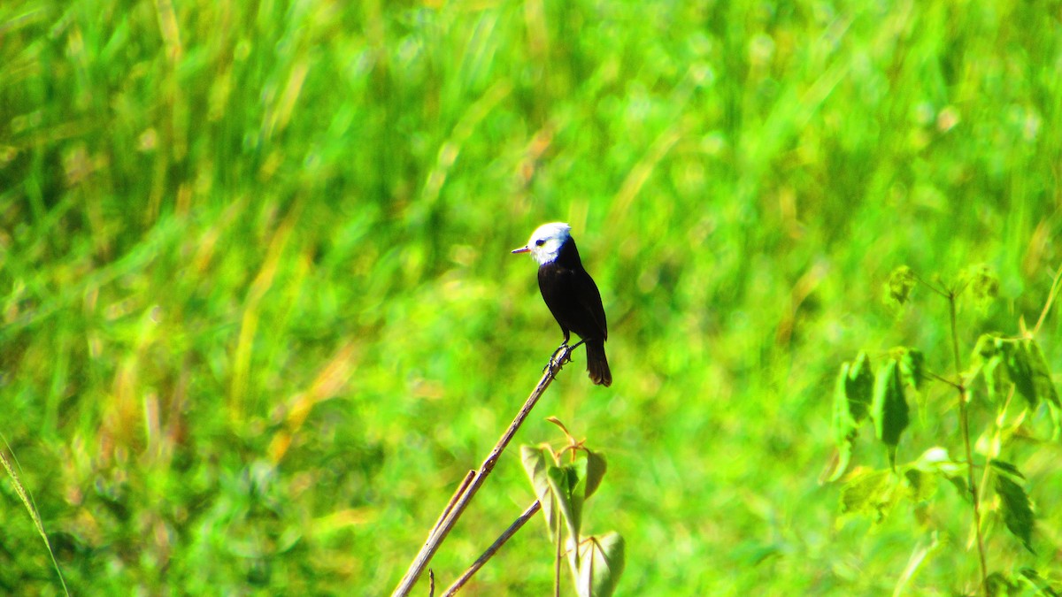 White-headed Marsh Tyrant - ML647021562