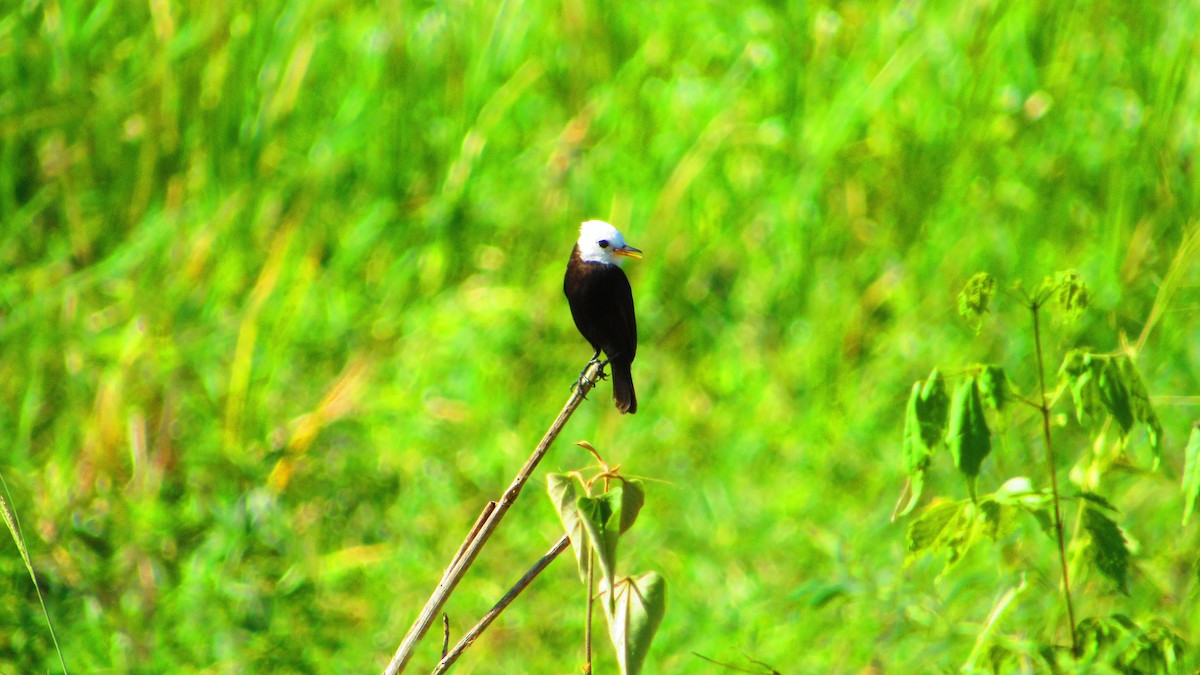 White-headed Marsh Tyrant - ML647021563