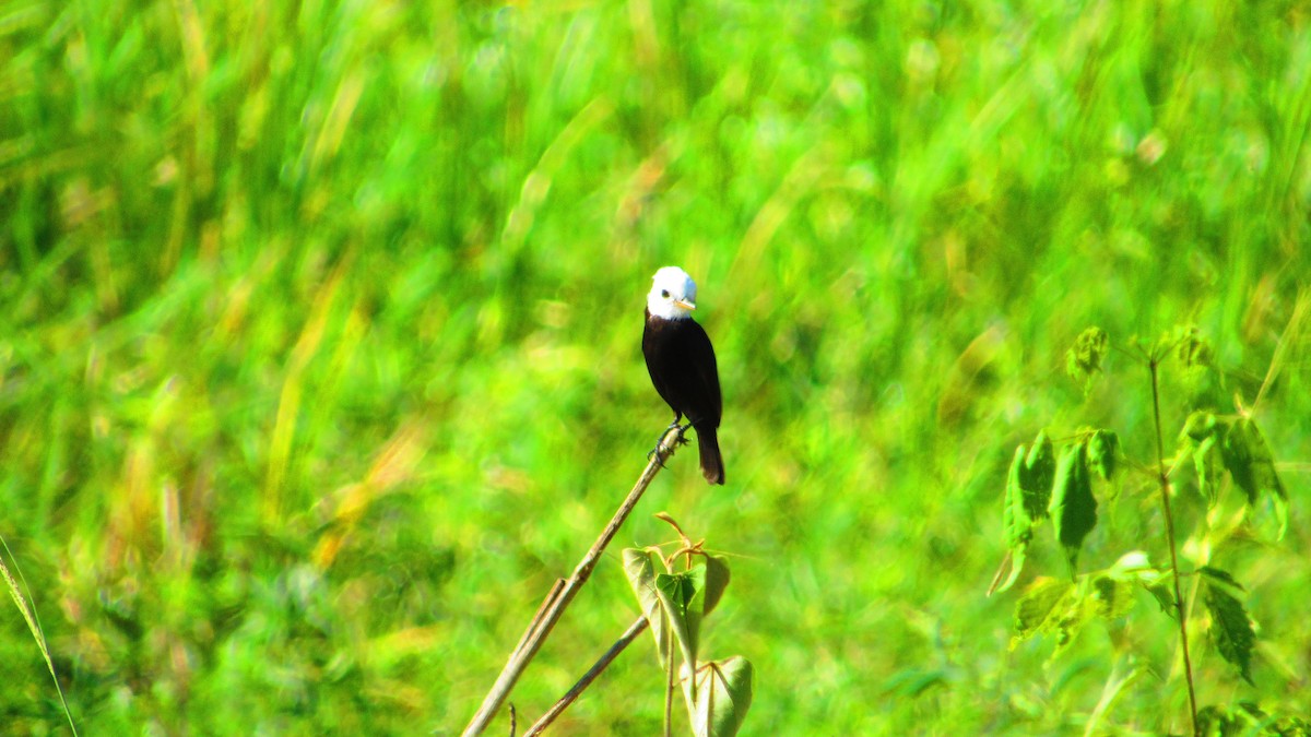 White-headed Marsh Tyrant - ML647021564