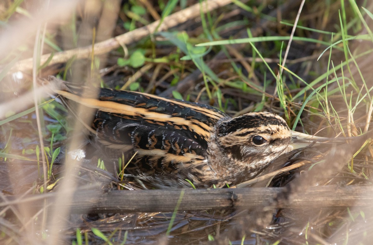 Jack Snipe - ML647021572