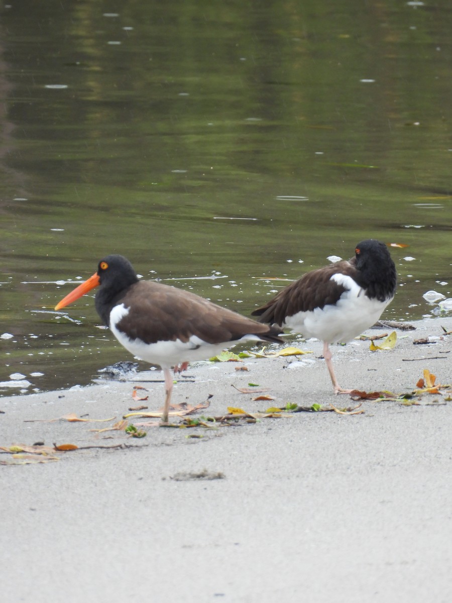 ústřičník americký - ML647021578