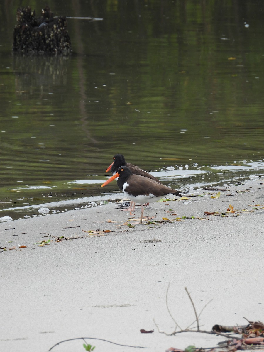 ústřičník americký - ML647021579