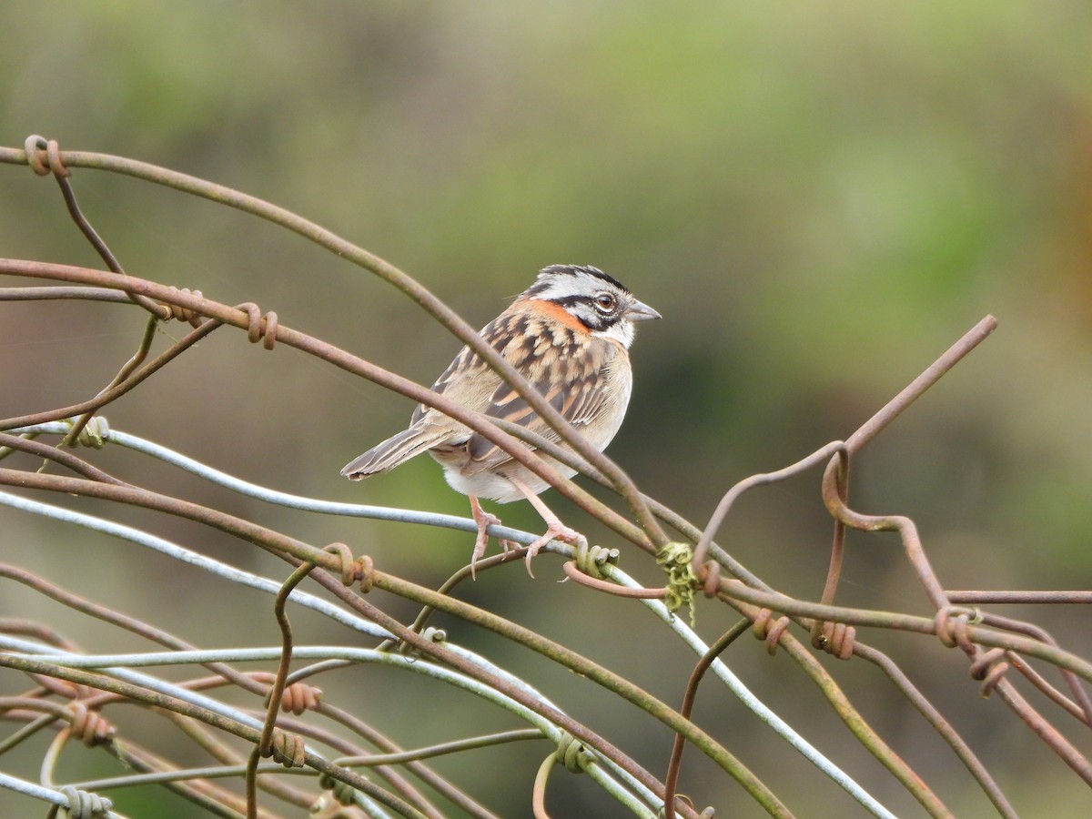 Rufous-collared Sparrow - ML647021580