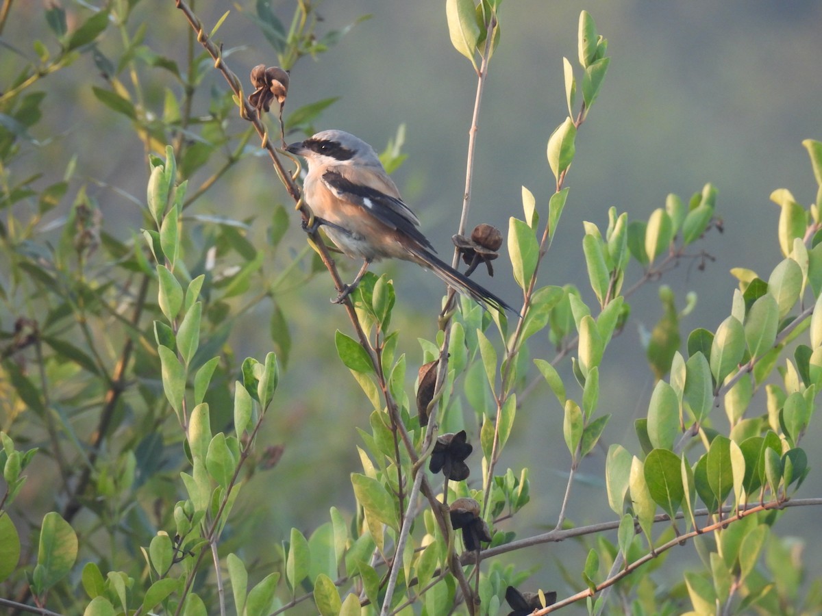 Long-tailed Shrike - ML647021582