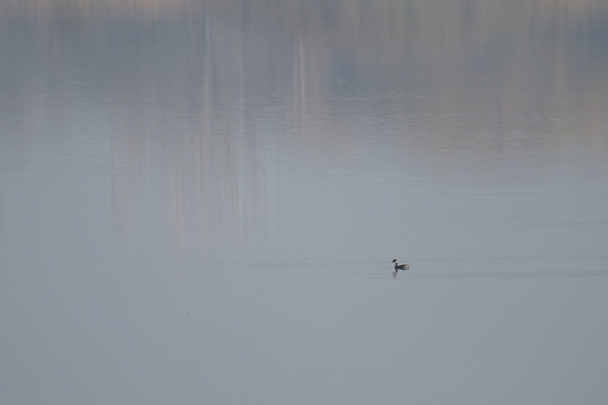 Eared Grebe - ML647021593