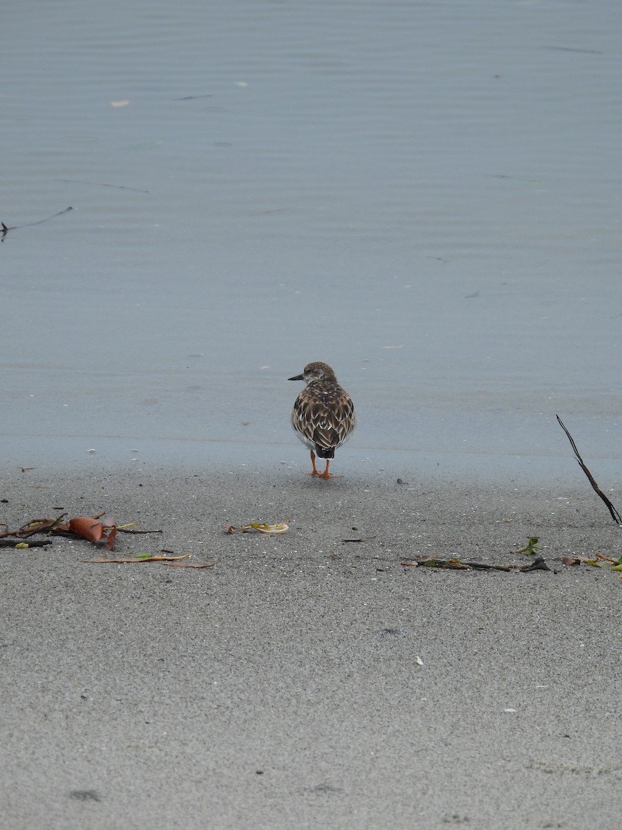 kamenáček pestrý - ML647021595