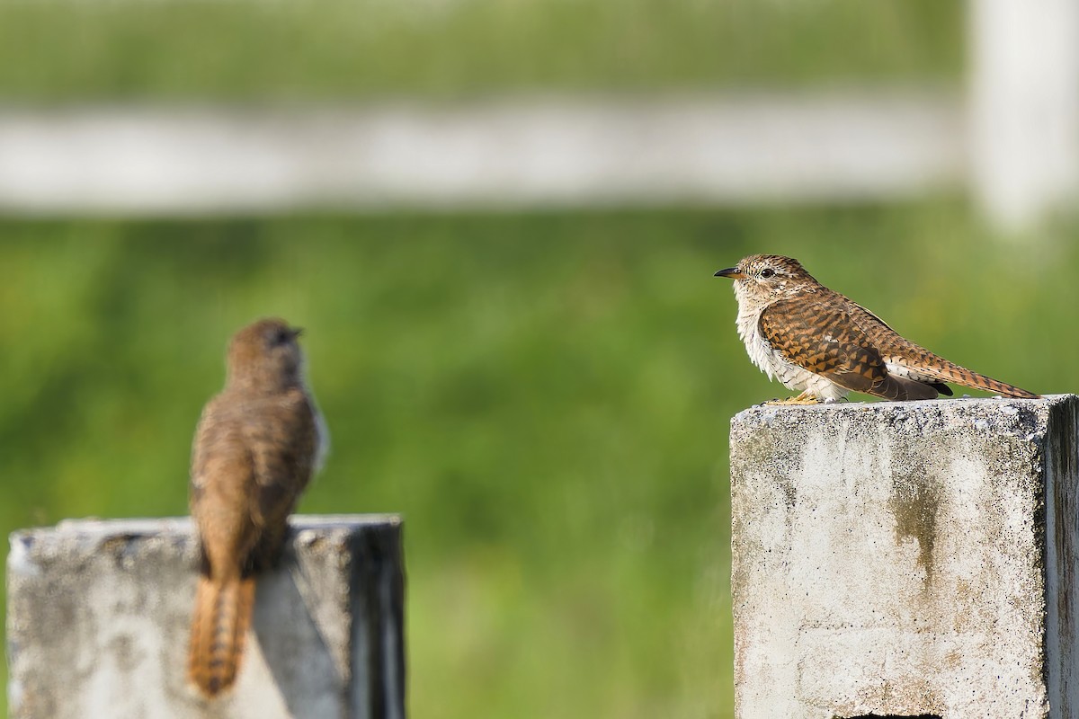 Plaintive Cuckoo - ML647021599