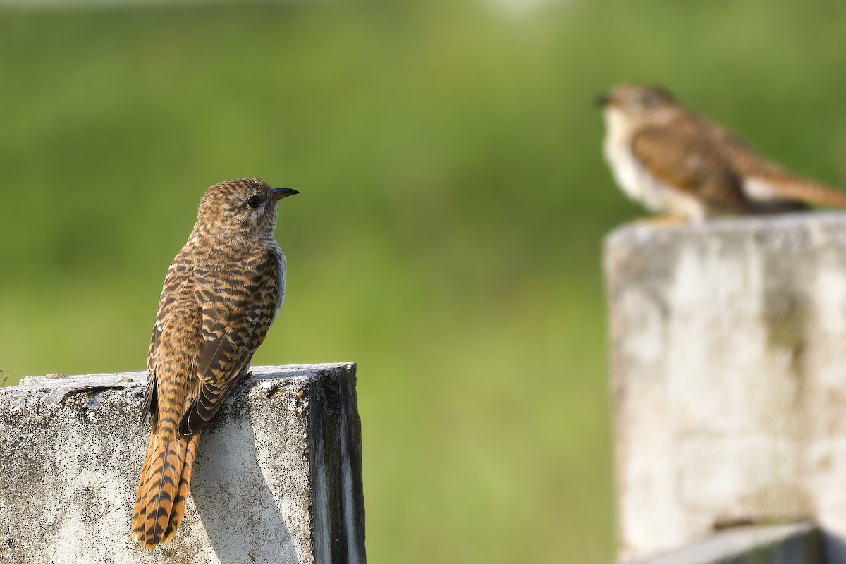 Plaintive Cuckoo - ML647021600