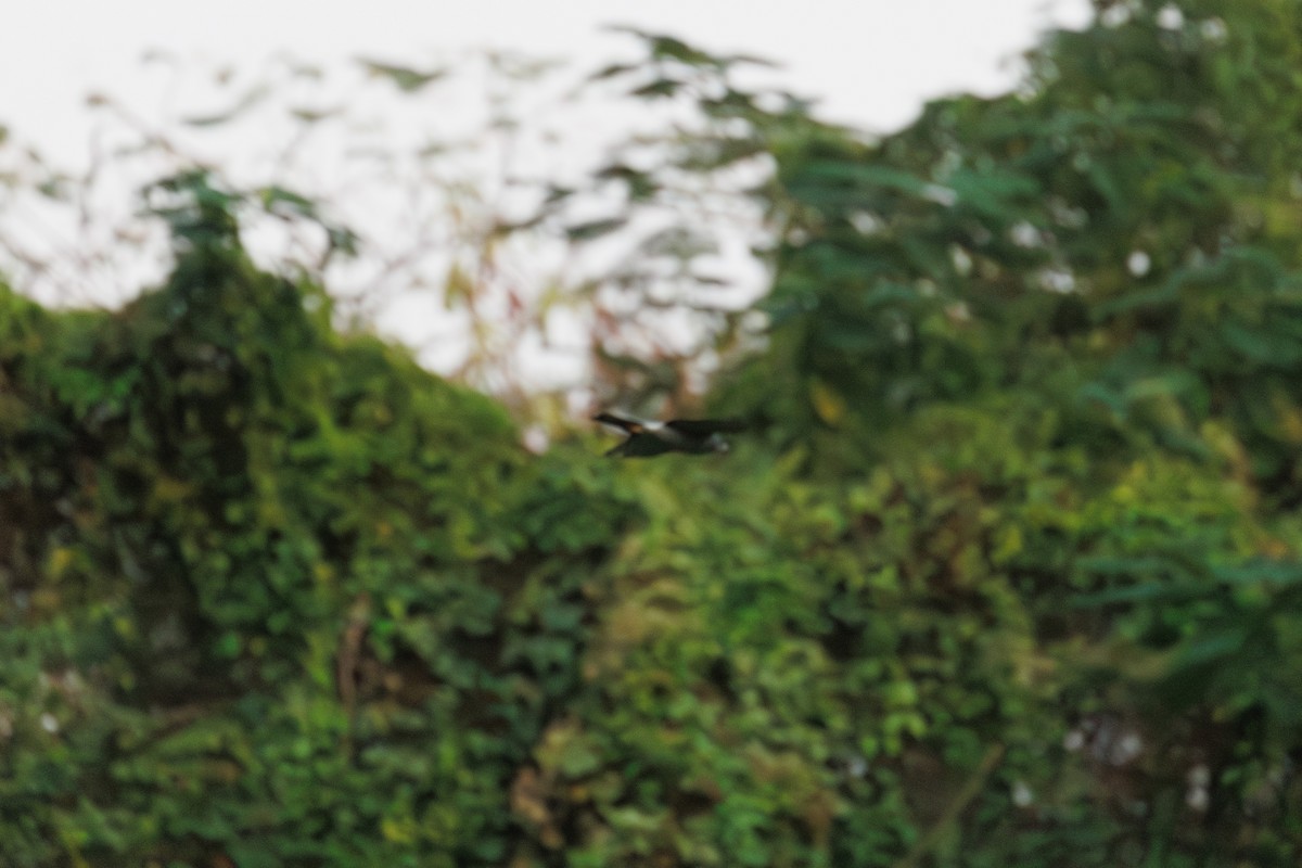 נץ בלתי-מזוהה - ML647021618