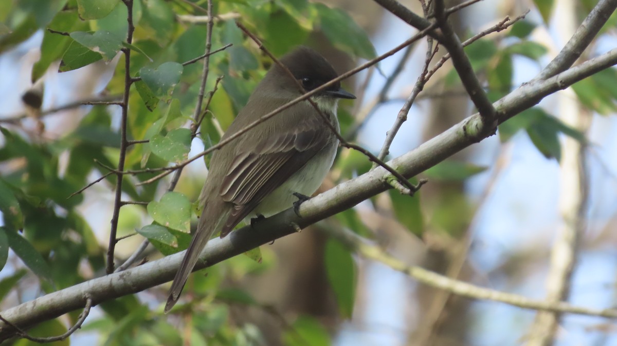 Mosquero Fibí - ML647021619