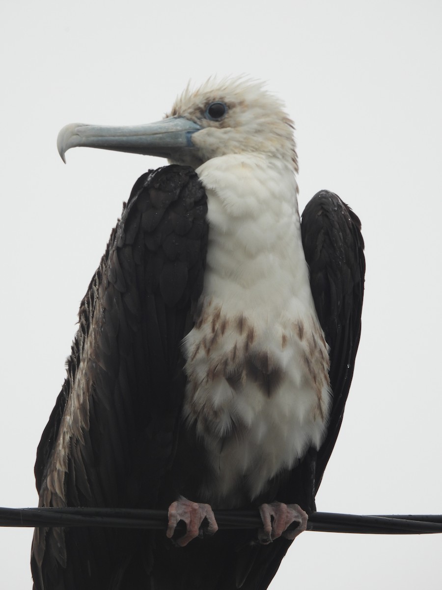 fregatka vznešená - ML647021624