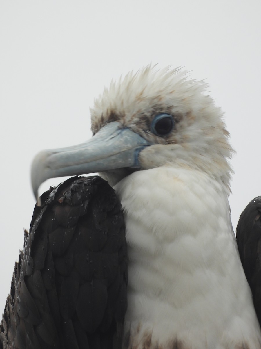 fregatka vznešená - ML647021625